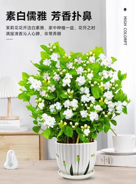 茉莉花苗盆栽水培带花苞九里香老桩栀子花卉驱蚊绿植物四季开花