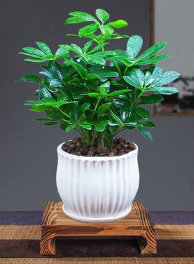 八方来财鸭脚木四季常青室内阳台桌面绿植盆栽花卉发财树苗七叶莲