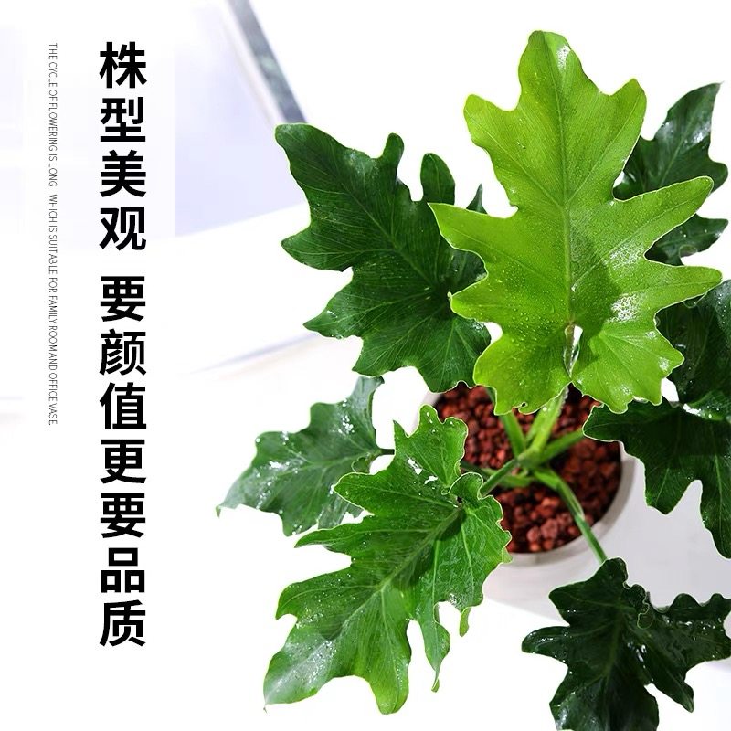 春羽绿植盆栽水培植物龙鳞老桩花苗办公室客厅室内土培花卉植物,淘宝优惠券,粉丝福利购,淘宝优惠卷