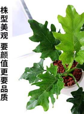 春羽绿植盆栽水培植物龙鳞老桩花苗办公室客厅室内土培花卉植物