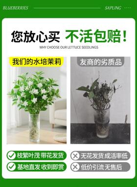 茉莉花水培植物盆栽带花苞办公室内水养花卉四季好养懒人鲜花绿植