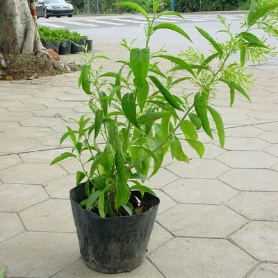 夜来香花树苗九里香夜来香盆栽花卉植物室内驱蚊花苗浓香四季开花 - 图0