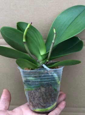 双花剑蝴蝶兰盆栽兰花大苗带花剑带花苞客厅花苗室内花好养易成活