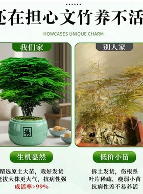 大文竹盆栽桌面盆景招财旺宅办公室绿植室内客厅中式禅意四季植物