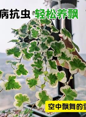 雪莹常春藤盆栽四季常青藤室内外好养活客厅阳台吊兰绿植爬藤植物