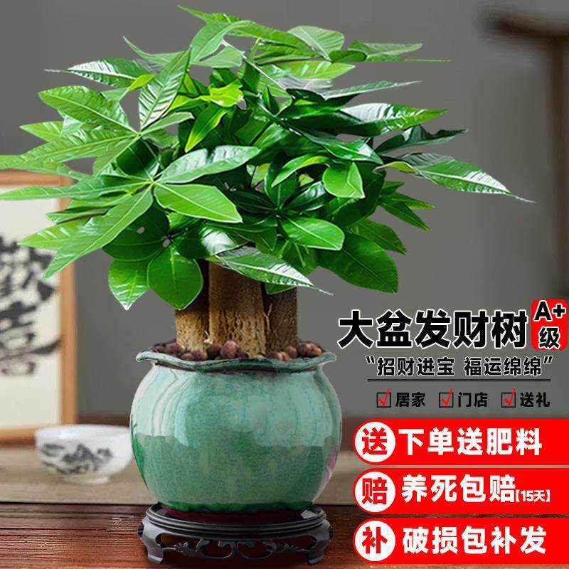 发财树小盆栽大绿植办公室内除甲醛花卉客厅好养旺宅植物桌面盆景,淘宝优惠券,粉丝福利购,淘宝优惠卷