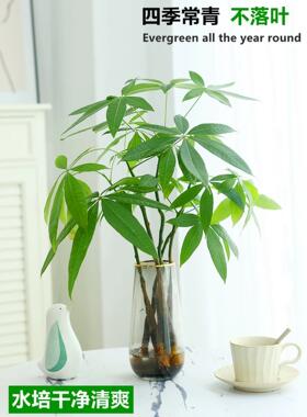 水培植物发财树盆栽室内客厅四季好养水养办公室桌面绿植花卉盆景