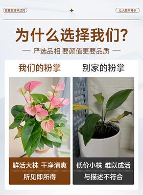 粉掌盆栽水培植物室内好养绿植水养花卉四季常青红掌鲜花一帆风顺