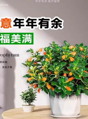 新品金鱼吊兰盆栽带花苞室内阳台秋冬好养活四季耐寒开花卉绿植物
