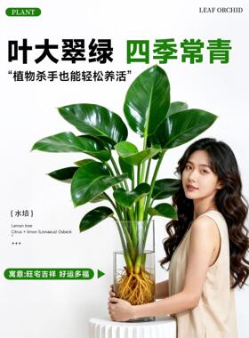 水培植物大叶金钻绿公主办公室内桌面大盆栽净化空气除甲醛龟背竹