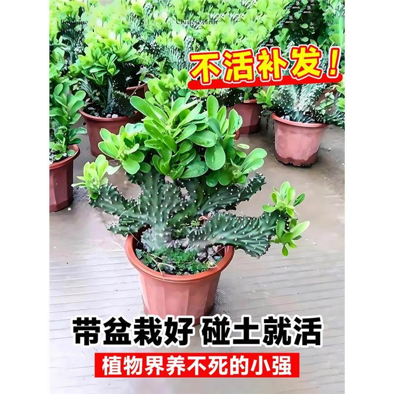 玉麒麟盆栽带盆带根室内客厅办公桌面招财摆件花卉红麒麟多肉植物,淘宝优惠券,粉丝福利购,淘宝优惠卷