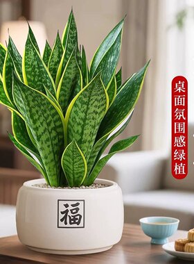 金边虎皮兰盆栽绿植客厅桌面四季常青新房室内净化空气办公室好养