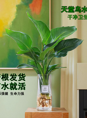 水培植物天堂鸟绿植盆栽花卉植物室内客厅无土水培龟背竹四季常绿
