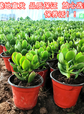 室内净化空气绿植花卉四季玉树盆栽玻璃翠燕子掌大多肉植物