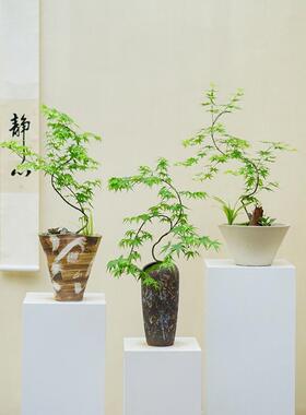 流泉枫客厅花卉绿植庭院日本枫树盆栽造型盆景黄金流泉枫办公室花