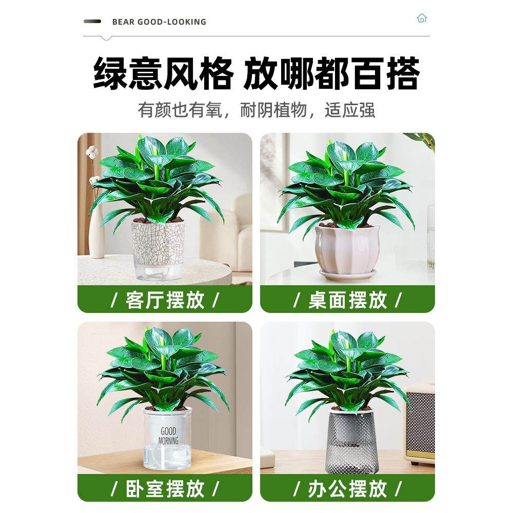 大叶金钻绿公主盆栽带花苞绿萝箩水培植物室内花卉桌面绿植吸甲醛,淘宝优惠券,粉丝福利购,淘宝优惠卷