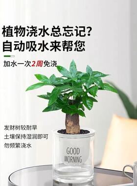发财树小盆栽花卉金钱树办公室内吸甲醛绿萝富贵竹水培绿植物客厅