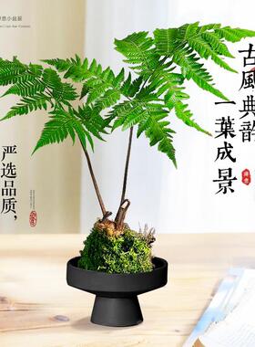 红磷蕨苔藓球蕨类水培植物盆栽一叶蕨室内耐阴新中式禅意盆景绿植
