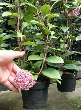 球兰花盆栽大苗绿植吊兰阳台庭院花卉植物开花好养易活室内飘香藤