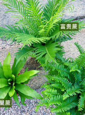 肾蕨盆栽蕨类植物波士顿室内鸟巢富贵彩虹蕨耐阴四季常青花镜植物