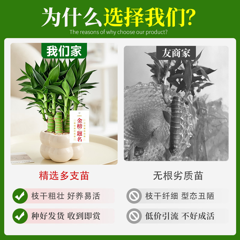 文昌竹4支富贵竹带根高考金榜题名室内书桌绿植盆栽净化空气好养,淘宝优惠券,粉丝福利购,淘宝优惠卷
