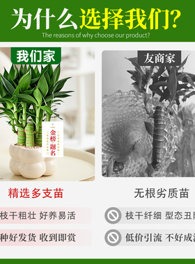 文昌竹4支富贵竹带根高考金榜题名室内书桌绿植盆栽净化空气好养