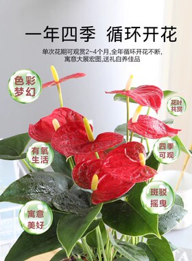 水培红掌白掌盆栽一帆风顺花卉植物室内好养绿植鸿运当头开花