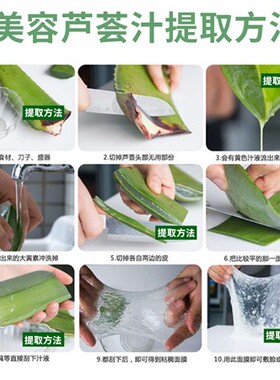 库拉索芦荟苗植物美容院专用灌肤补水特大可敷脸食用室内花卉盆栽