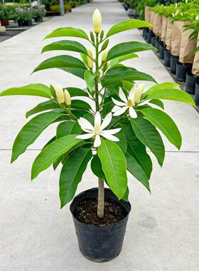 白兰花盆栽白玉兰树苗黄角兰带花苞浓香型花卉植物阳台四季好养活