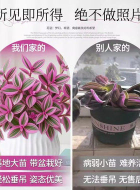 油画婚礼吊兰大盆多肉花卉室内阳台绿植盆栽水培油画吊兰耐寒植物
