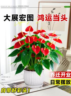 特大号红掌盆栽带花大叶大花客厅绿植室内好养植物办公室桌面花卉