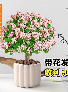 金枝玉叶老桩多肉造型盆景可水培四季花卉好养桌面室内小盆栽植物