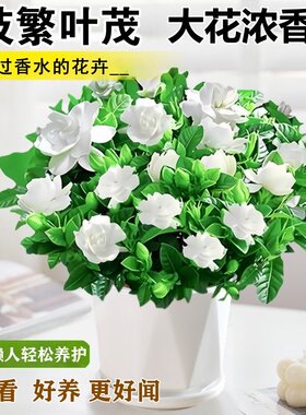 栀子花盆栽茉莉花四季开花绿植花卉树苗办公室内适合懒人好养植物