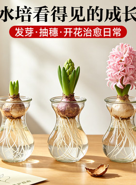 水培风信子种球荷兰进口大球土培套装冬季耐寒浓香室内阳台盆栽花