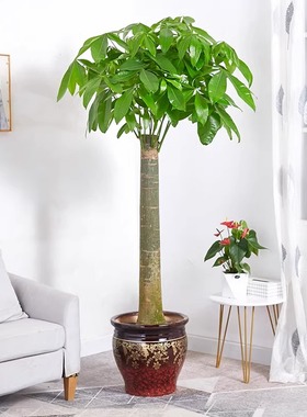 单杆发财树室内外花卉盆景植物盆栽大招财树花苗客厅大型绿色植物