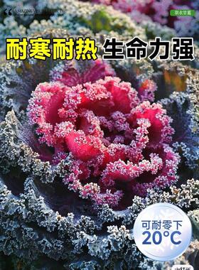 羽衣甘蓝盆栽大苗带花观叶食用植物绿化花园观赏花卉牡丹冬季耐寒