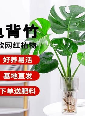 【遇水即活】大型开背老桩龟背竹土水培盆栽办公客厅室内绿植