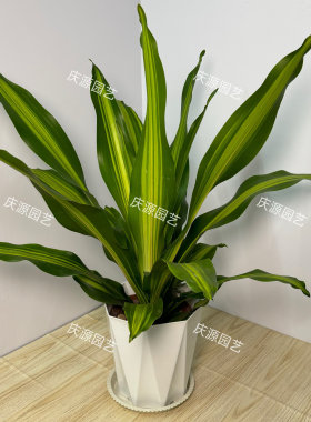 金心青叶也门铁巴西铁客厅办公室盆栽大叶观叶绿植室内绿植超热卖