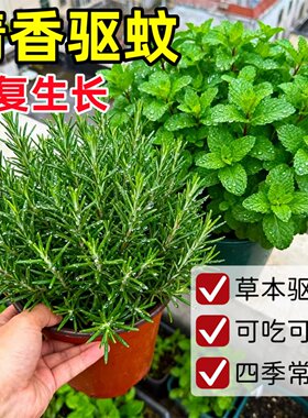 薄荷盆栽驱蚊可食用留兰香薄荷叶水培植物迷迭香室内驱蚊大盆绿植