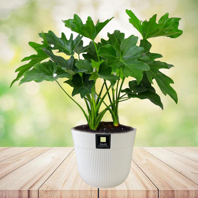 春羽绿植盆栽水培植物龙鳞老桩花苗办公室客厅室内土培花卉植物,淘宝优惠券,粉丝福利购,淘宝优惠卷