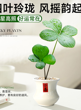 墨西哥铁树四叶草盆栽办公室内情绪稳定幸运草桌面旺财绿植物摆件