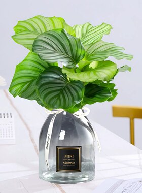 水培植物室内好养青苹果竹芋绿植盆栽四季适合客厅办公桌大叶耐阴