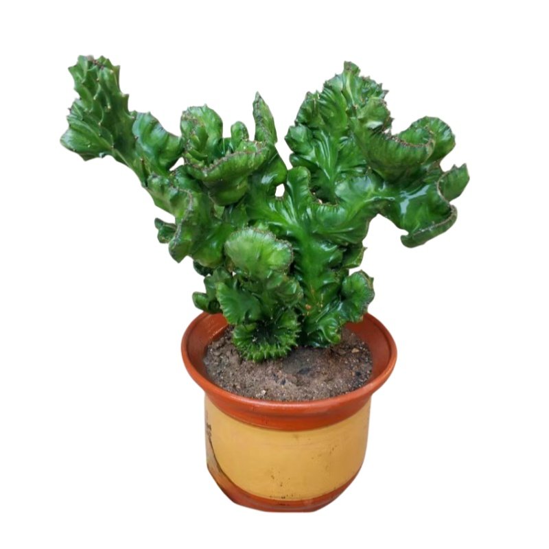 玉麒麟盆栽带盆带根室内客厅办公桌面招财摆件花卉红麒麟多肉植物,淘宝优惠券,粉丝福利购,淘宝优惠卷