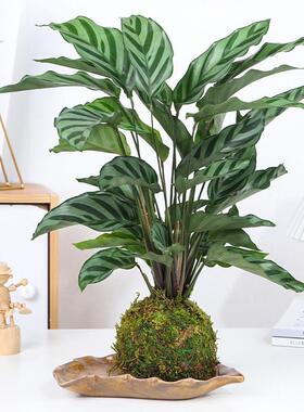 水培植物飞羽青苹果竹芋室内翠叶孔雀苔藓球绿植北欧风吸甲醛盆栽