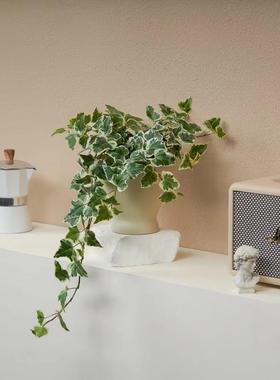 圆叶雪莹常春藤白化叶稀有品种人气网红室内桌面垂吊植物四季好养