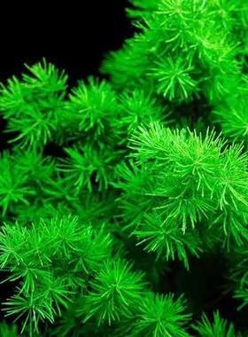 蓬莱松室内盆栽好养活除甲醛植物四季常青生肖猴长寿松招财旺来松