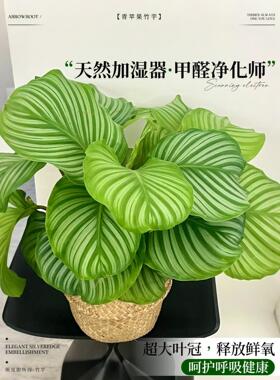 青苹果竹芋大盆栽客厅室内耐阴植物办公室桌面绿植花卉四季好养活