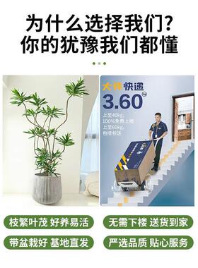 金心百合竹盆栽客厅真绿植大型室内高端青叶盆景四季长青造型植物