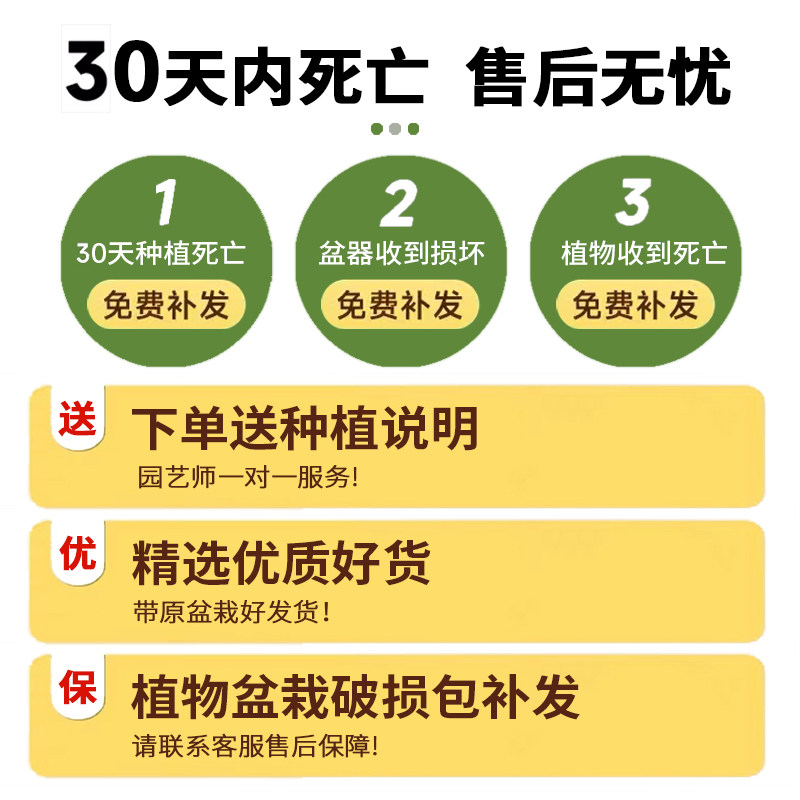 常春藤绿萝水培植物花卉盆栽发财树吊兰芦荟盆栽室内净化空气植物,淘宝优惠券,粉丝福利购,淘宝优惠卷