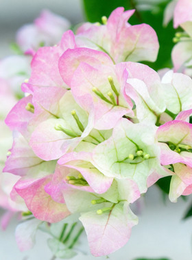 绿樱三角梅盆栽带花苞老桩花苗开花室内阳台室外植物绿植四季花卉